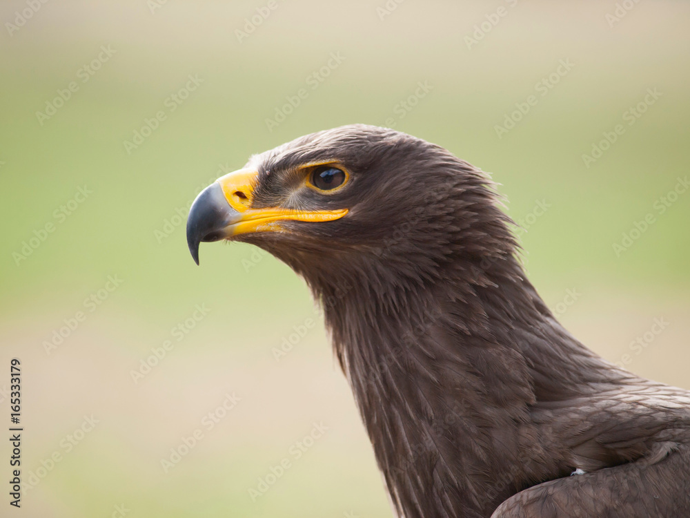 Detail of head of steppe eagle - Aquila nipalensis Detail of head of steppe eagle - Aquila nipalensis