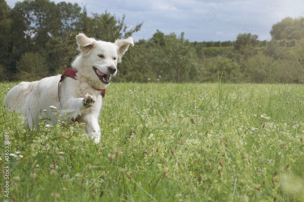 White Golden Retriever have fun on meadow!