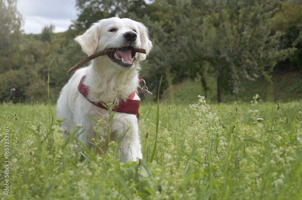 White Golden Retriever have fun on meadow with a stick! White Golden Retriever have fun on meadow with a stick!