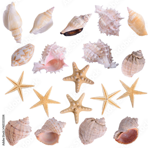 starfish seashells shellfish set