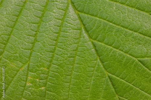 Macro shot of a leaf structure