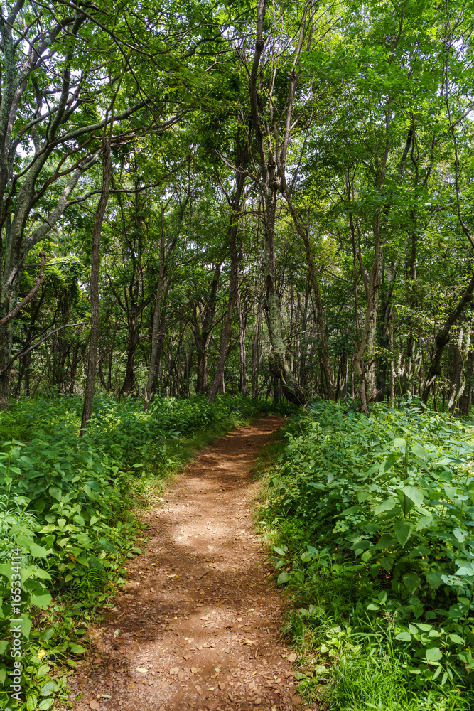 Path at Shenandoah National Park Path at Shenandoah National Park