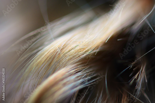 Texture in hairs