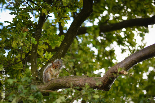 Wild grey tree squirrel paused eating to look down at camera
