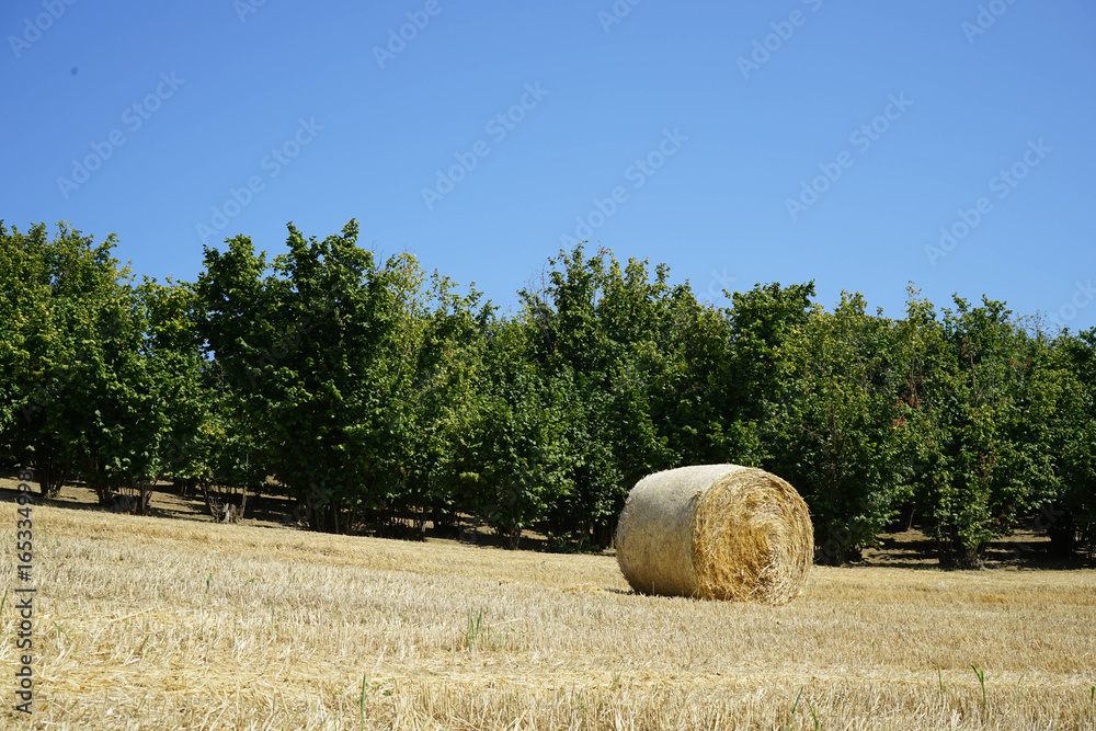 Field with hazelnuts and hay bale