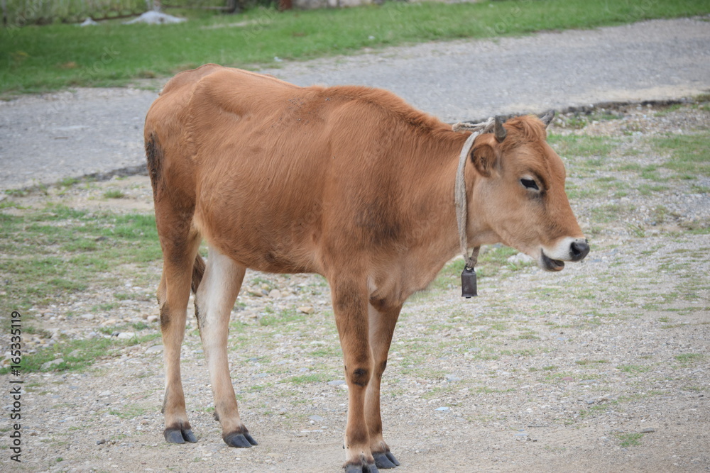 Fototapeta premium Веселая корова