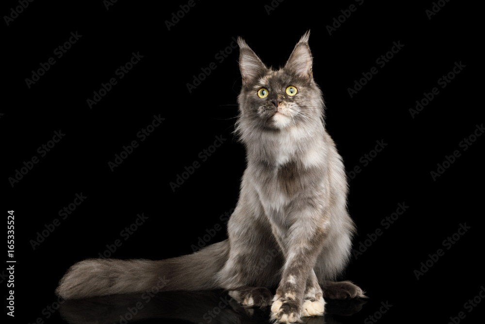 Playful Tortoise Maine Coon Cat Isolated on Black Background, Front view