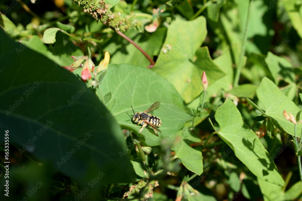 Naklejka premium Waiting Wasp