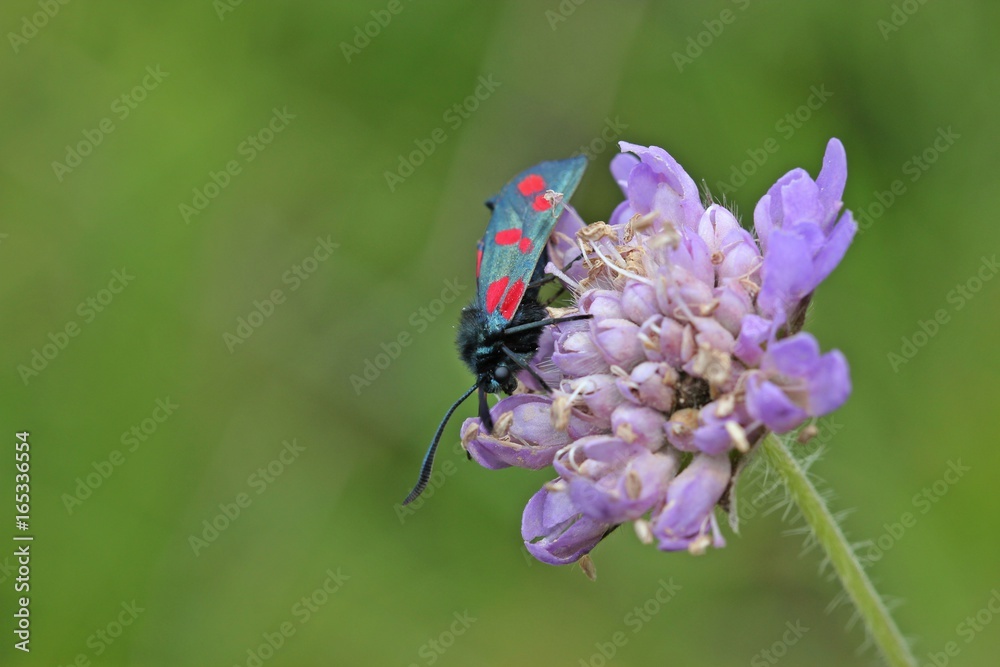Fototapeta premium Sechsfleckwidderchen (Zygaena filipendulae) auf Acker-Witwenblume (Knautia arvensis)