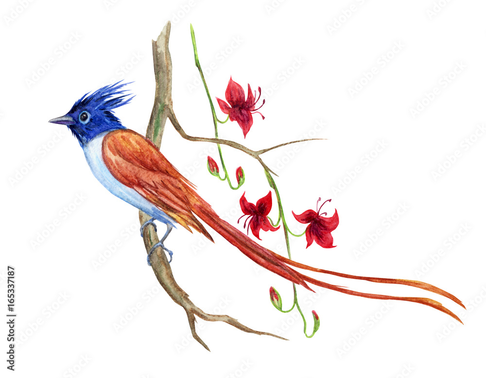 Fototapeta premium Rajski ptak na gałąź egzotyczna roślina z kwiatami, akwarela rysunek na białym tle.