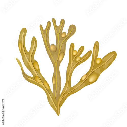 Bladderwrack Seaweed - Fucus vesiculosus. sea plant. isolated