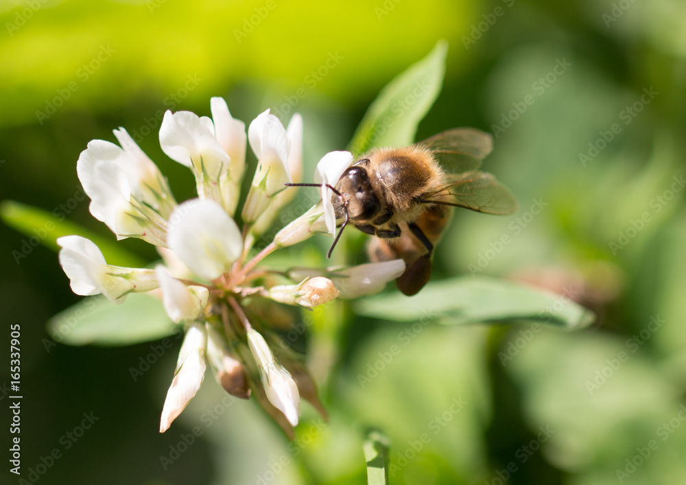 Honey bee collecting pollen from a flower Honey bee collecting pollen from a flower