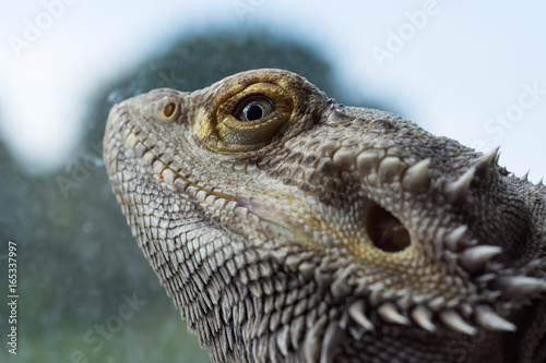 Fototapeta Naklejka Na Ścianę i Meble -  Bearded Dragon