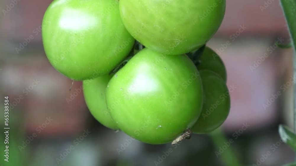 Green tomatoes growing on the branches. It is cultivated in the garden.
Green tomatoes growing on the branches. It is cultivated in the garden.