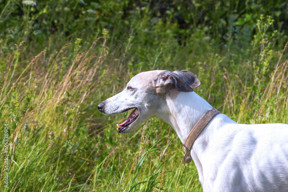 English greyhound standing in the grass on a green meadow English greyhound standing in the grass on a green meadow