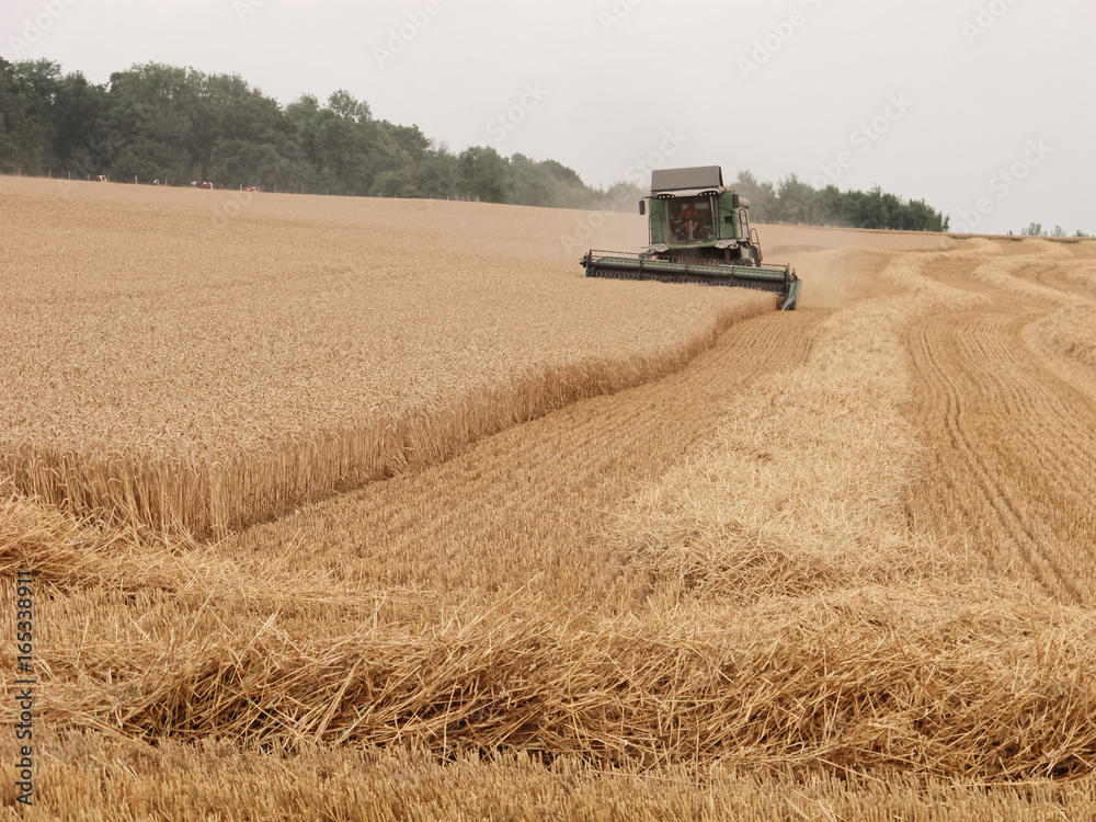 Obraz premium Moisson dans un champ du Ternois, département du Pas-de-Calais, France
