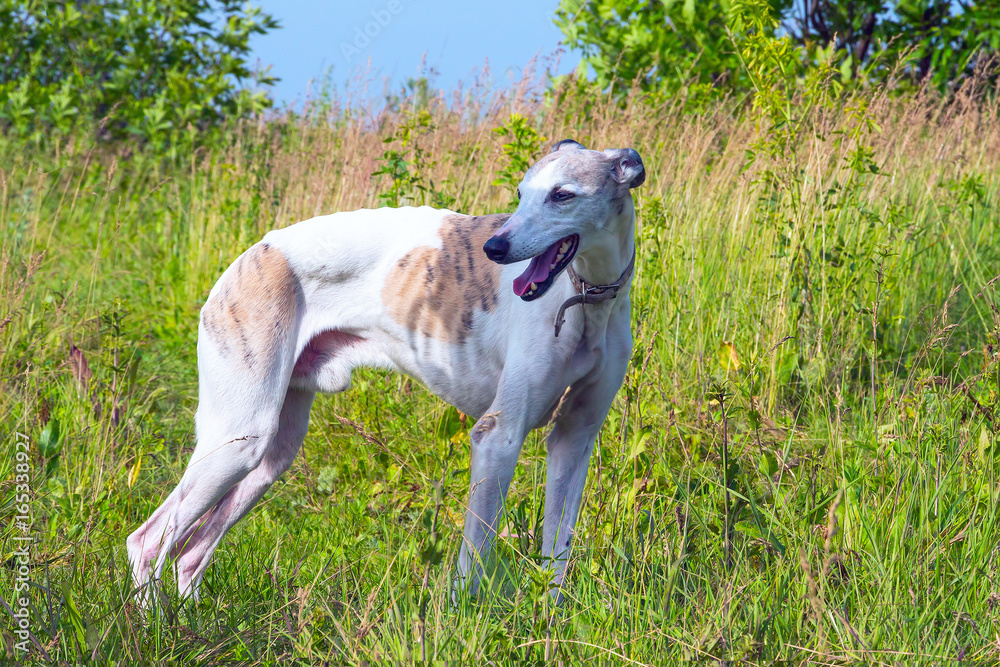 English greyhound standing in the grass on a green meadow English greyhound standing in the grass on a green meadow