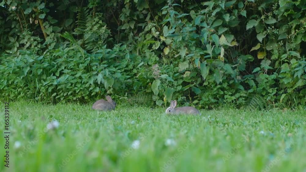 group of baby rabbits eating fresh green grass in garden group of baby rabbits eating fresh green grass in garden