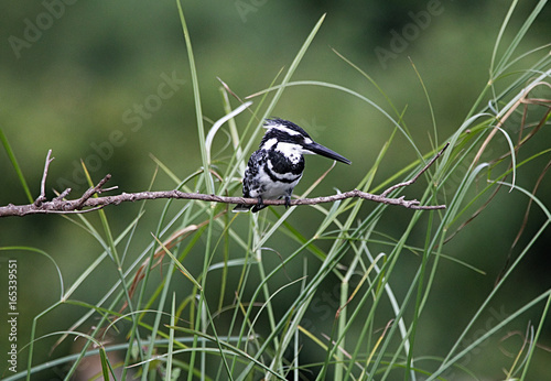 beautiful pied king fisher on a tree branch