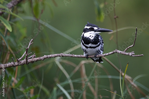 beautiful pied king fisher on a tree branch