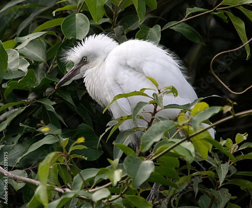 Beautiful snowy white baby egret playing with each other while mother out in search of food