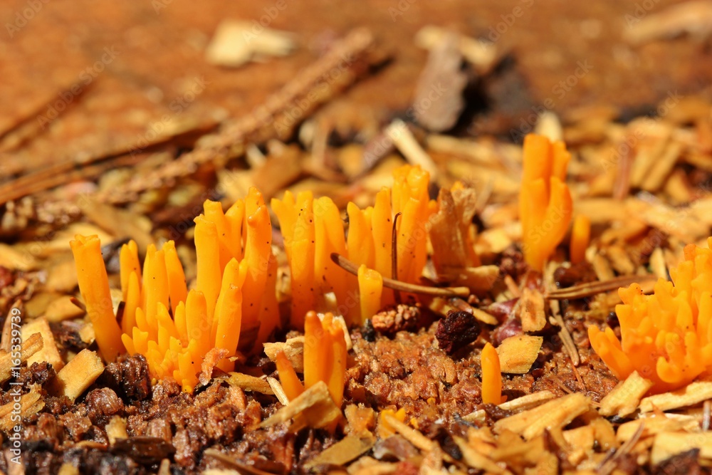 Klebriger Hörnling (Calocera viscosa)
Klebriger Hörnling (Calocera viscosa)