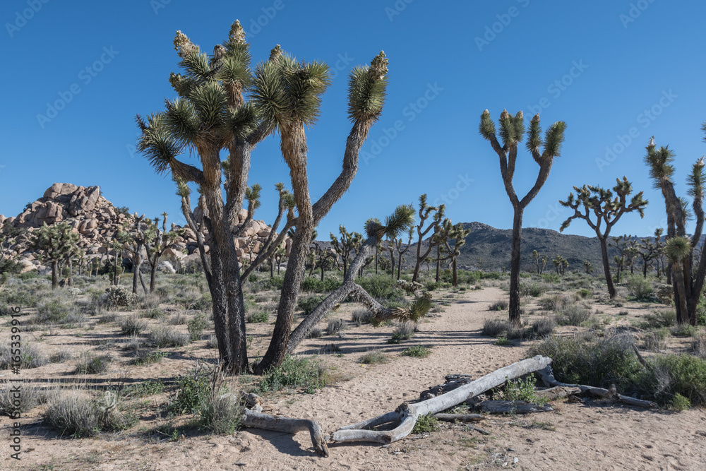 Sandy Trail Near Wall Stree in Joshua Tree