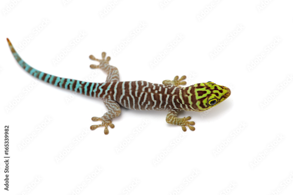 Standings day gecko sits on hands isolated on white background