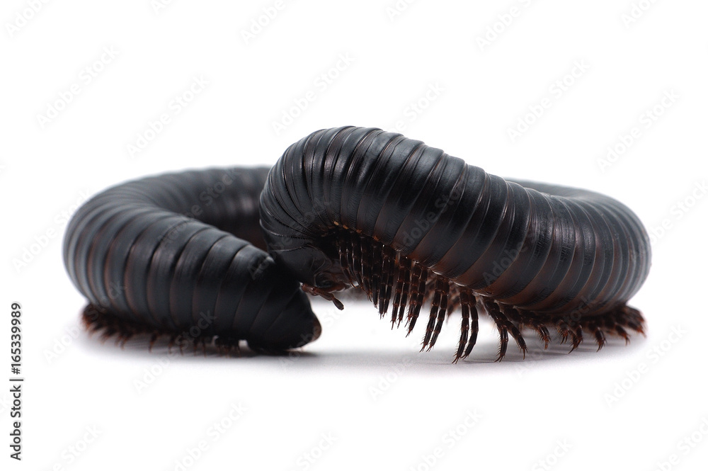 millipede isolated on white background millipede isolated on white background