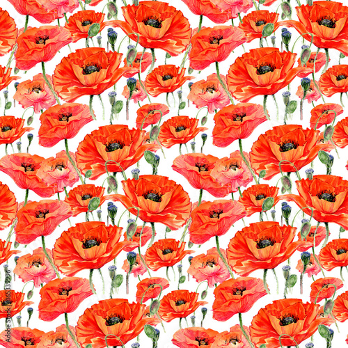 Wildflower poppies flower pattern in a watercolor style. Full name of the plant: poppies. Aquarelle wild flower for background, texture, wrapper pattern, frame or border.