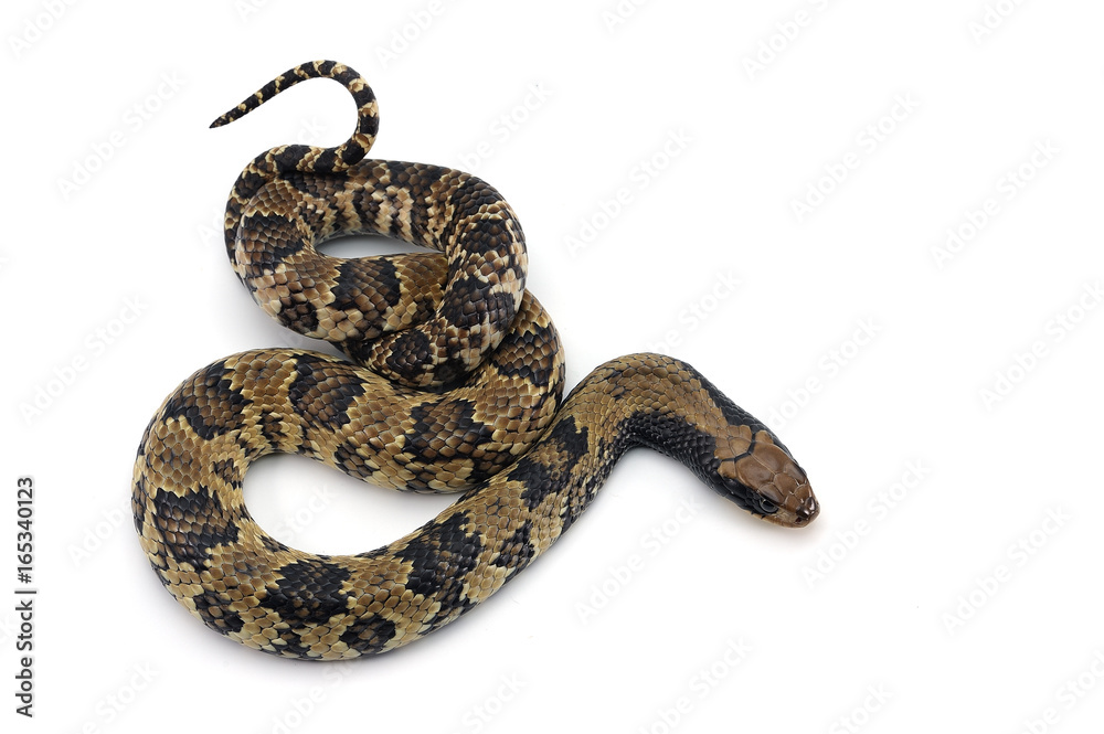 Naklejka premium False water cobra isolated on white background