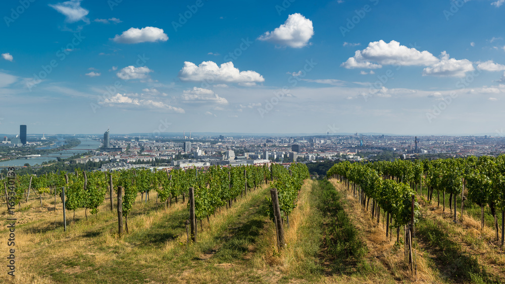 Fototapeta premium Wien über den Weinbergen