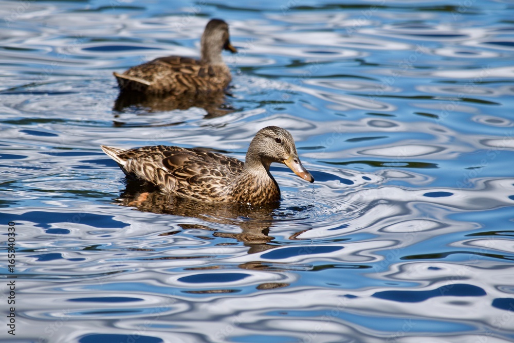 Fototapeta premium Duck in Water
