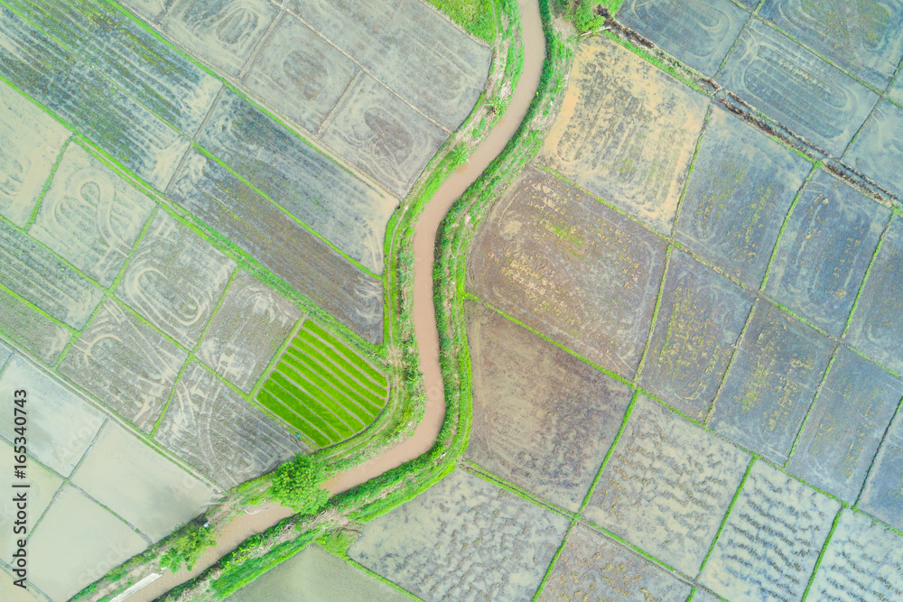 Fototapeta premium Aerial top view photo from flying drone of green rice fields in countryside Land with grown plants of paddy