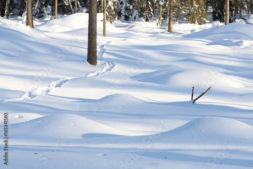 forrest in snow