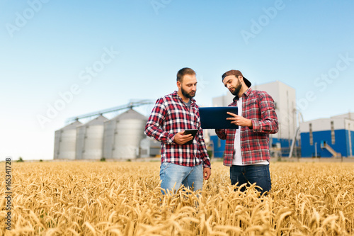 Two farmers stand in a wheat field with tablet. Agronomists discuss harvest and crops among ears of wheat with grain terminal elevator on background