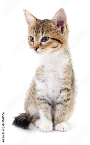 Kitten on white background.
