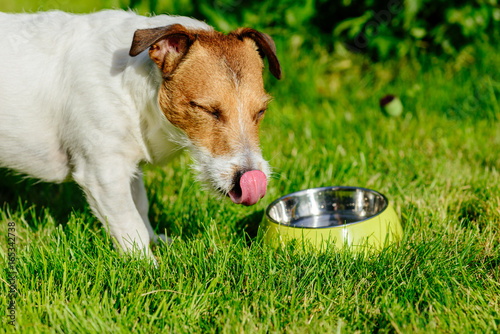 Fototapeta Naklejka Na Ścianę i Meble -  Happy dog drinking water from green bowl at hot day
