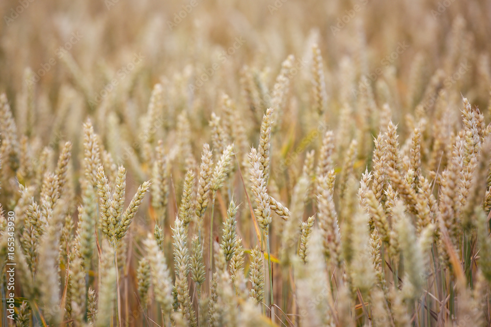 Fototapeta premium Wheat field. Ears of wheat close up. Background of ripening ears of meadow wheat field. Rich harvest concept.