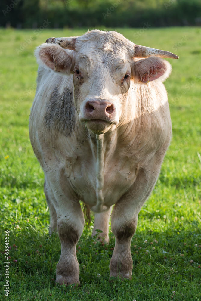     Charolais cow, white cow in a field, front view
