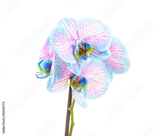 Blue orchid flower isolated on white background. 