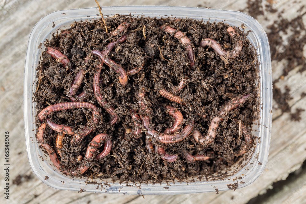 Red worms Dendrobena in a box in manure, earthworm live bait for fishing  Stock Photo