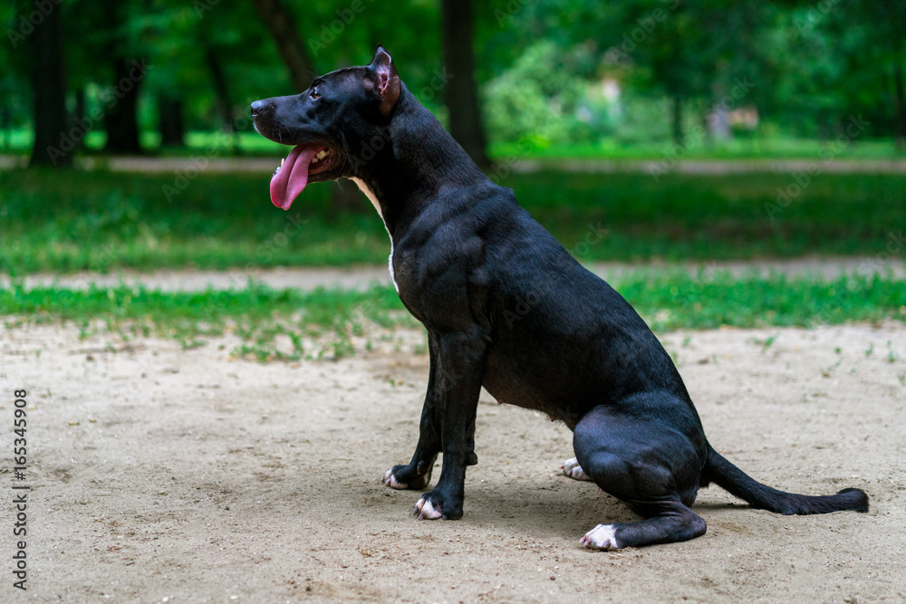 Portrait of a black and white American pit bull terrier sitting ismiles with tongue in the park Portrait of a black and white American pit bull terrier sitting ismiles with tongue in the park