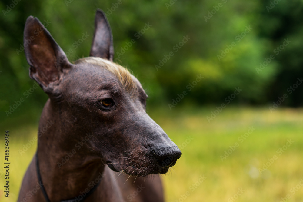 Close up portrait Mexican hairless dog (xoloitzcuintle, Xolo) on a background of green grass  in the park