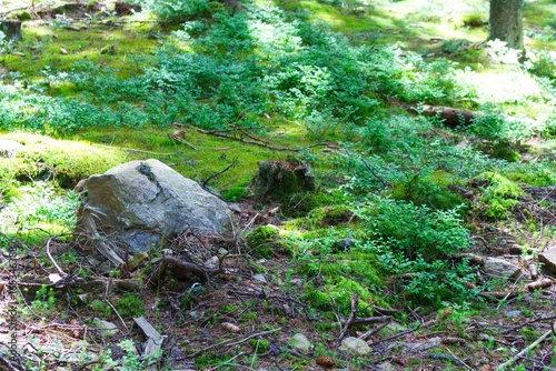 Photography of european forest with big stone in the foreground.