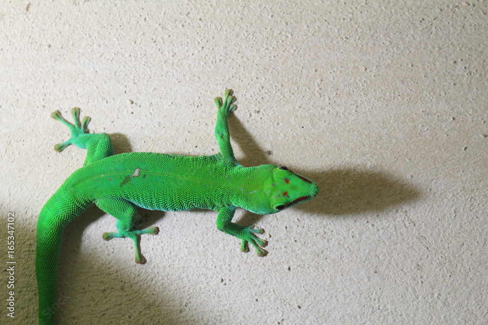 Fototapeta premium Le Gecko