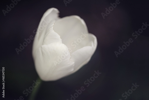 Close up of a tulip