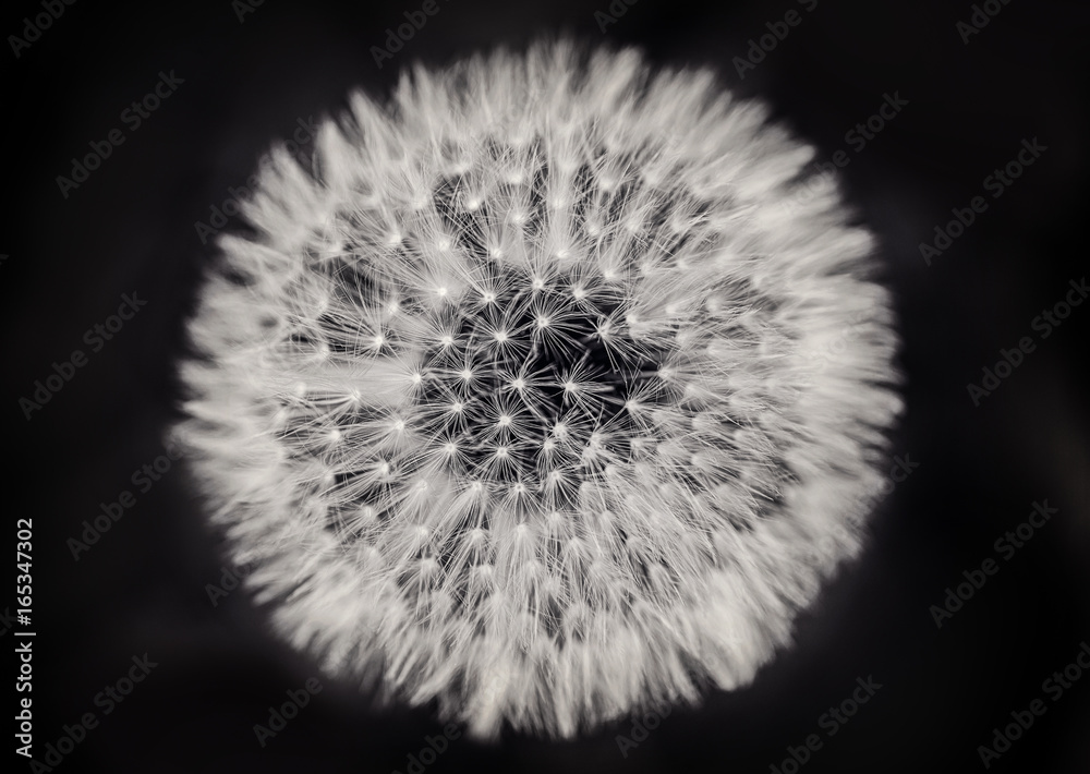 Naklejka premium Close up of a dandelion on black and white