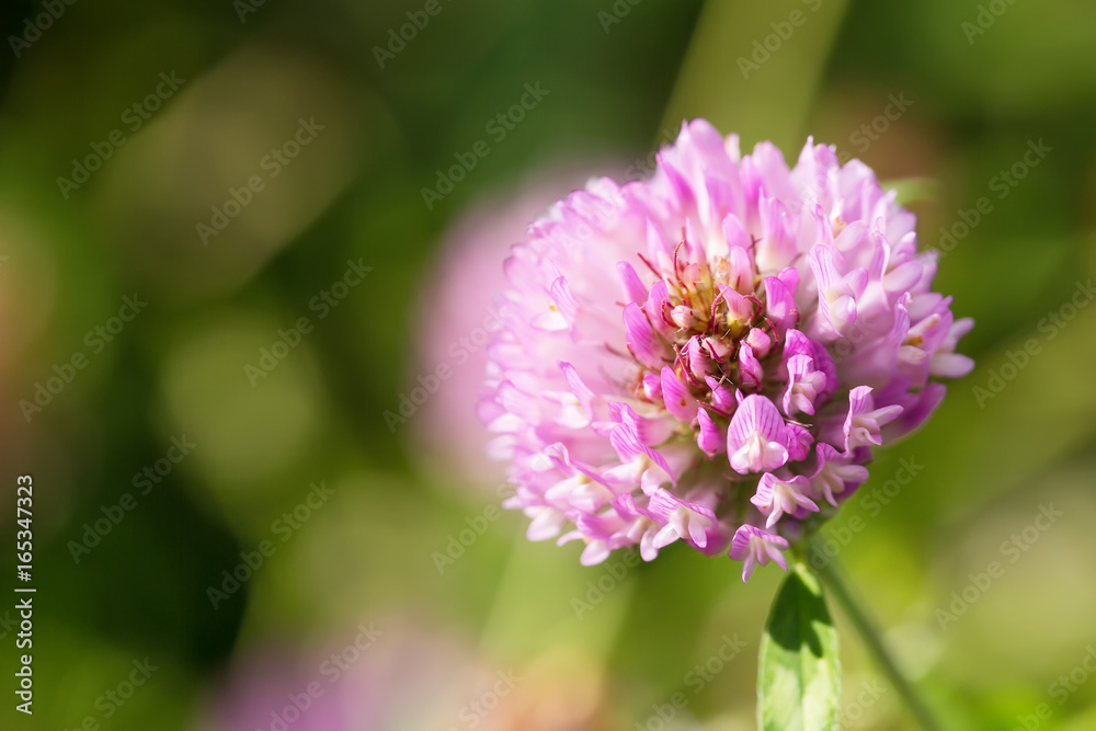 Close up of a Red Clover flower with green blurry background. Close up of a Red Clover flower with green blurry background.