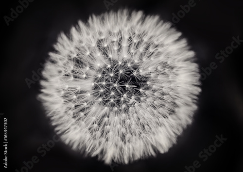 Close up of a dandelion on black and white